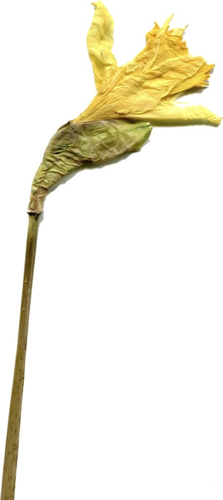 Daffodil