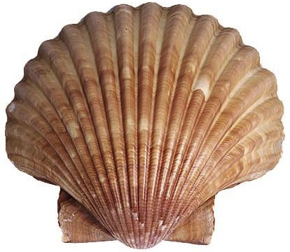 Seashell